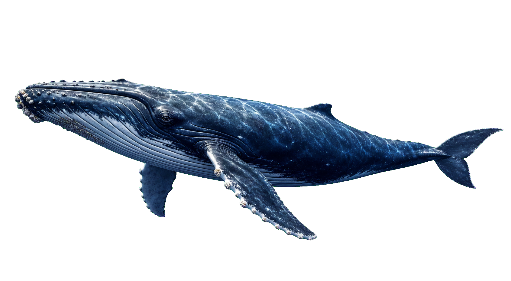 Realistic humpback whale swimming underwater